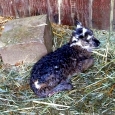 2011-01-22 Lamb