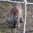 2011-03-01 Lamb