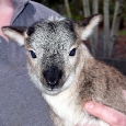 2011-03-08 Lamb