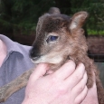 2011-03-09 Lamb