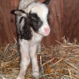 2011-01-04 Lamb