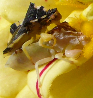 Ambush Bugs Part II