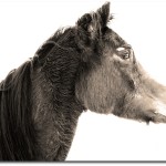 Rein Sepia High Contrast