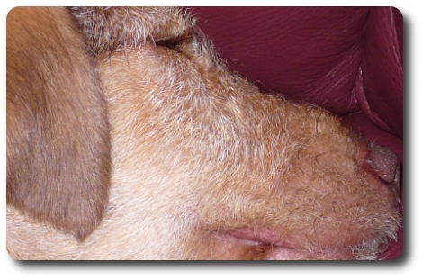 Bailey’s Close-up