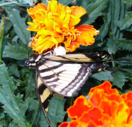 bfly_2 . . . so pretty and witty and dead!