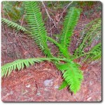 Fern and Fuzzy Turd