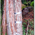 A taped tree is a happy tree