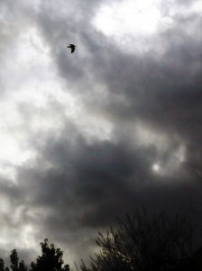 Crow flying over Red Rock