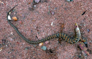 Dead Alligator Lizard