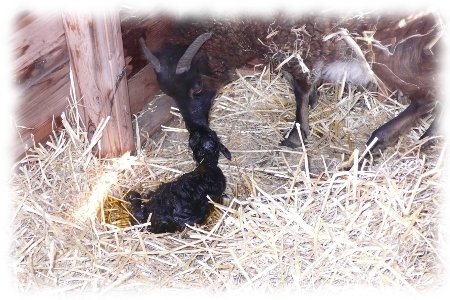 lamb and mom