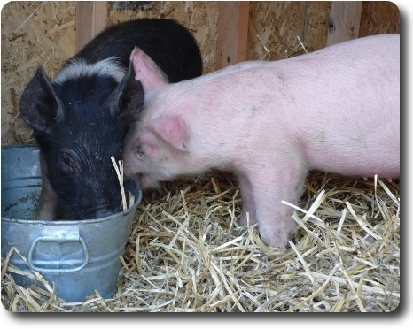 piglet eating bucket