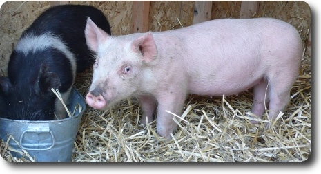 Future bacon