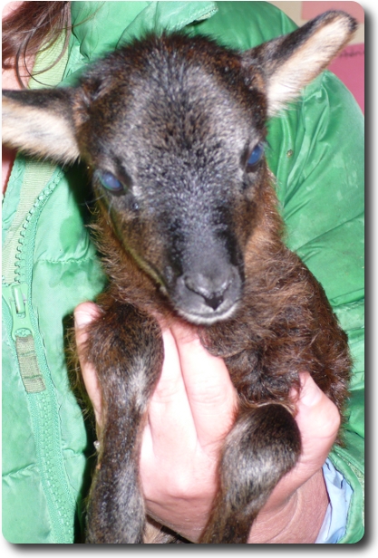 Cimarron's First Lamb