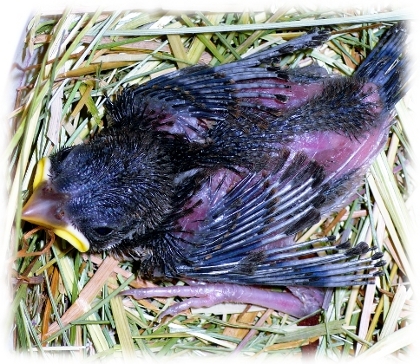 fledgling