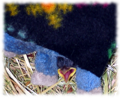 cheepers the mystery bird with monkey
