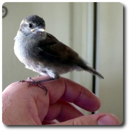 Fly free, little cheepers!