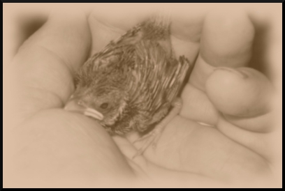 Cheepers in pinfeathers