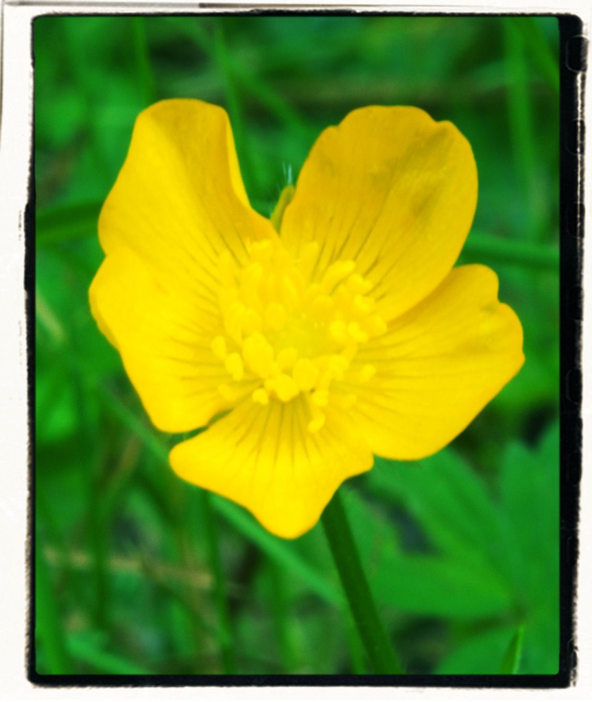 What's Up, Buttercup?
