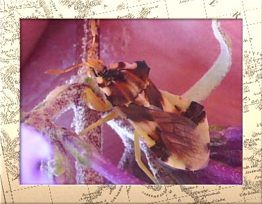 Mystery Bug