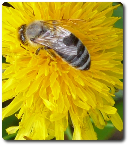 Bee on dandelion