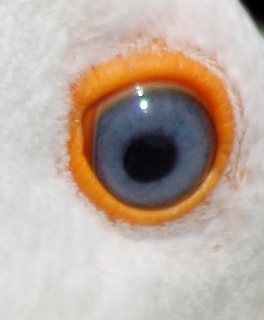 Crazy Eye