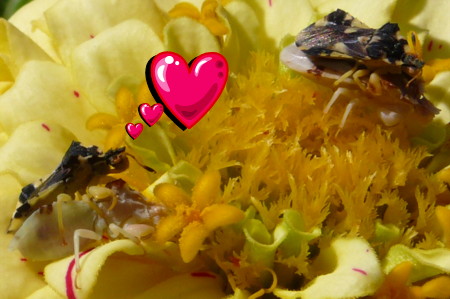 Frisky critters in a group