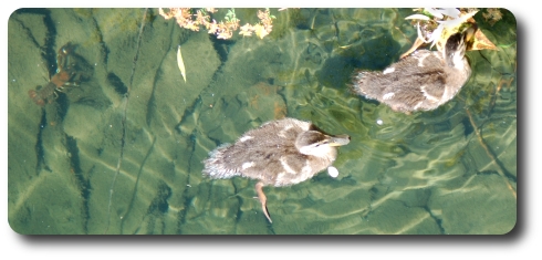 ducklings and crayfish