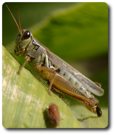 Grasshopper mid-poop