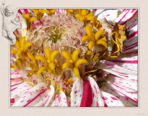 Frisky critters in pink and white
