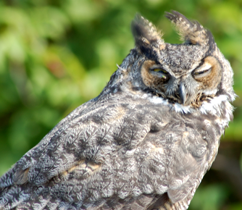 Sick owl on my roof