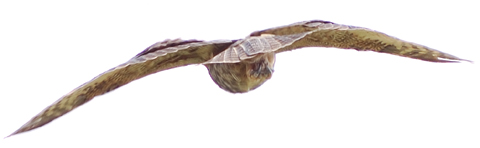 Back end of owl flying away