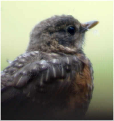 Baby robin at window