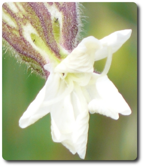 White headed weed