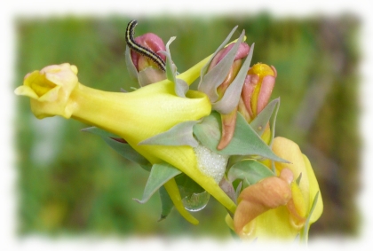 Yellow weed with small worm
