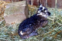 2011-01-22 Lamb