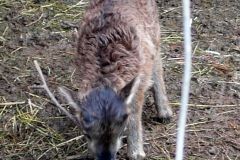 2011-03-01 Lamb