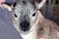 2011-03-08 Lamb