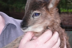 2011-03-09 Lamb