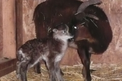 2011-03-17 Lamb