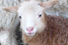 2011-03-21 Lamb