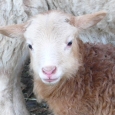 vallylamb09