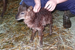 2011-03-24 Lamb