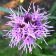 Chive Blossom