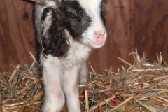 2011-01-04 Lamb
