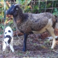 Frang-n-mom