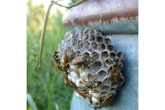wildlife