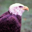 Eagle (face forward)