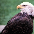 Eagle (turning)