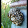 Wasps on Waterer